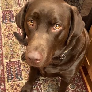 Meet your Posher, Celeste